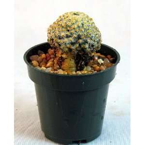  Miniature Desert Rose Cactus   Trichodiadema   2 Pot 