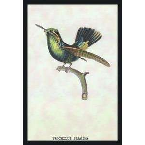  Vintage Art Hummingbird Trochilus Prasina   15224 9