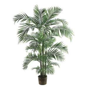  6? Kentia Palm Tree in Basket Green (Pack of 2)