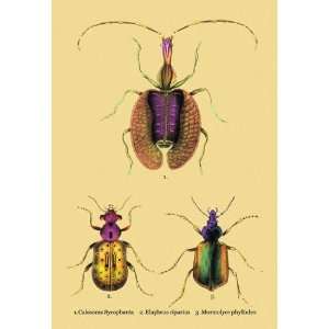 Beetles Calosoma Sycophanta Elaphrus Raperius et al. #2 