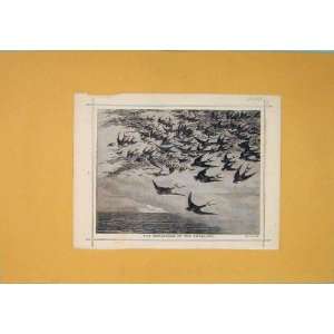  C1892 Swallows Birds Flock Antique Print Fine Art