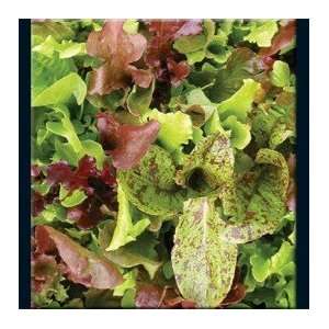  Rocky Top Lettuce Salad Seeds