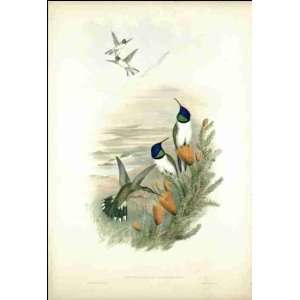  Reprint Oreotrochilus chimborazo 1851