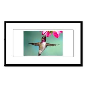    Small Framed Print Male Calliope Hummingbird 