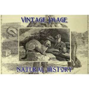   Card Vintage Natural History Image Stoat 