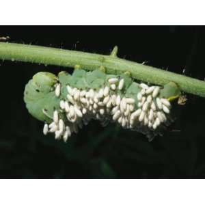 Tobacco Hornworm Caterpillar with Parasite Cocoons All over its Back 