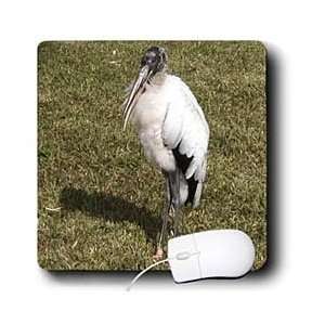  Jackie Popp Nature N Wildlife storks   Wood Stork   Mouse 