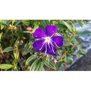  Tibouchina Princess Flower Glory Bush Purple Flower Bloom 