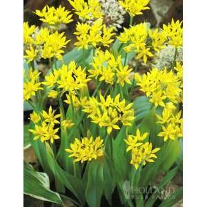  Moly Allium   25 bulbs Patio, Lawn & Garden