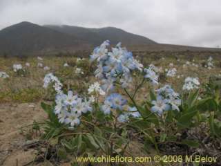 image of zephyra elegans altitude 100 m 9 16 2008 latin name zephyra 