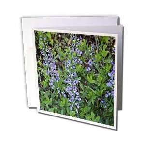  WhiteOak Photography Floral Prints   Blue spike flowers 