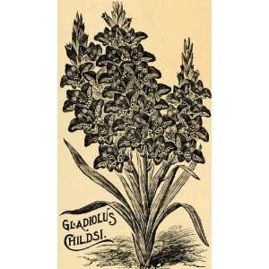 1895 Print Gladiolus Childsi Flower Sword Lily Gladiola   Original 