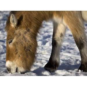  Przewalskis Horse Eating Snow in Kalamaili National Park 