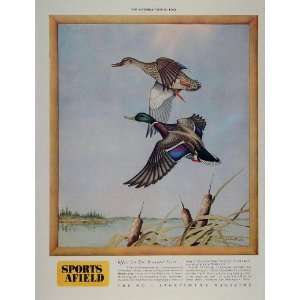 1946 Ad Sports Afield Mallard Ducks Angus H. Shortt   Original Print 