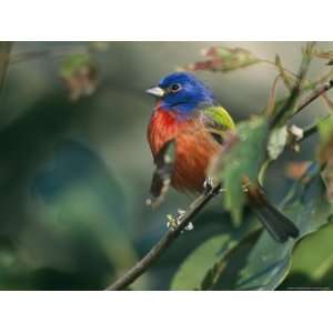  Painted Bunting (Passerina Ciris), Corkscrew Swamp 