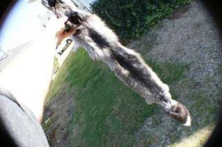 Gorgeous color Silver fox pelt tanned/dressed early fall harvested 