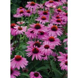    Purple Coneflowers By Collections Etc Patio, Lawn & Garden