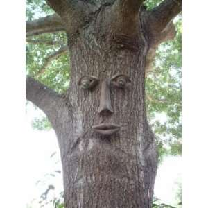  Simon Tree Face