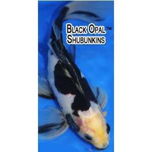  Rare Black Opal Shubunkins (9 Count)