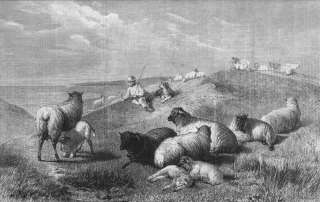 SHEEP Shepherd.Flock.Landscape. Old Antique Print.1862  