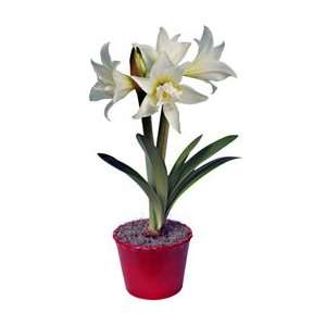 Amaryllis Jewel, one bulb in a red ceramic cachepot Patio 