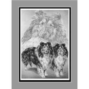  Sheltie (Shetland Sheepdog) Dog Art   Limited Edition 