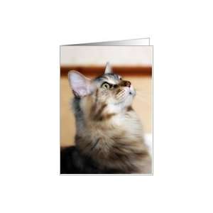  Maine Coon Kitten   Jasper   Blank Card Card Health 