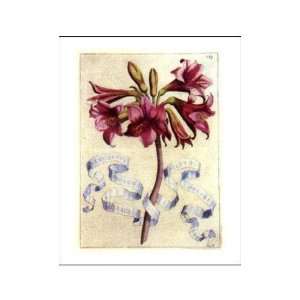  Narcissus Indicus I    Print