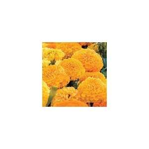  Marigold Parks Whopper Gold Patio, Lawn & Garden