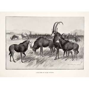   Animal Charles Whymper   Original Halftone Print
