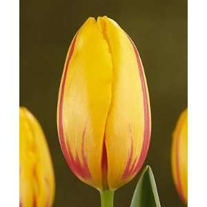  Tulip La Courtine   100 per Box