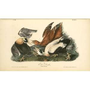   John James Audubon   24 x 14 inches   Eider Duck. 1. Male. 2. Female