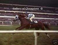 Secretariat Canadian International Photo 8 x 10  