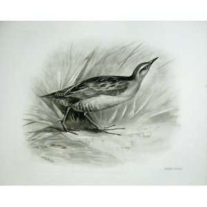    1910 The Little Crake Porzana Parva Male Bird Plate