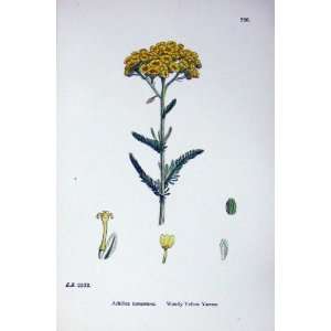  Botany Plants C1902 Woolly Yellow Yarrow Achillea