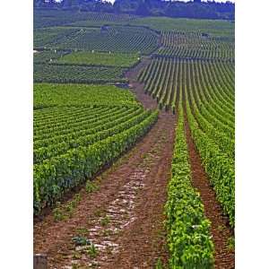  Vines in Grand Cru Vineyards, Romanee Conti and Richebourg 