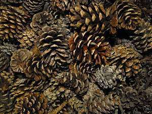 BAG OF 24 ROCKY MTN PINECONES~GREAT 4 CRAFTS & DECOR  