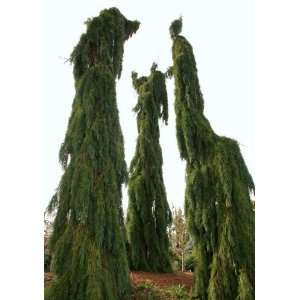  Weeping Giant Sequoia 3   Year Graft Patio, Lawn & Garden