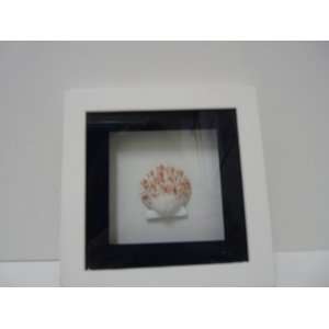  Wood Plaque Shells (Seashell) (White and Blue Frame 