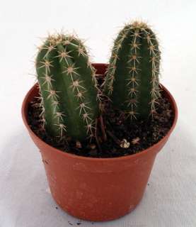 Hedgehog Cactus   Echinocereus   3 Pot  