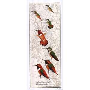    Rufous Hummingbird   Poster by David Sibley (8x20)