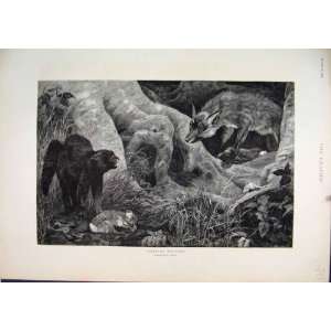  Fox Wild Cat Dead Rabbit Country Antique Fine Art1894 