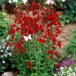  Cardinal Flower Compliment Deep Red Patio, Lawn & Garden