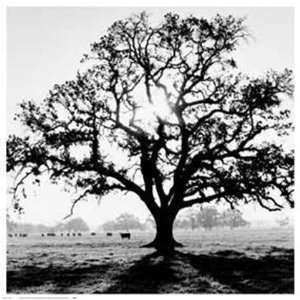  Oak Tree, Sunrise by Ansel Adams 41x41