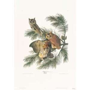  Mottled Owl John James Audubon. 23.00 inches by 32.00 