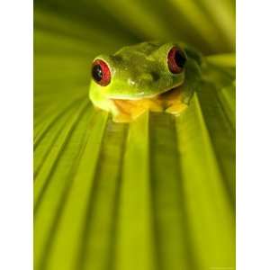 Red Eyed Tree Frog Sitting on a Palm Frond (Agalychnis Callidryas 