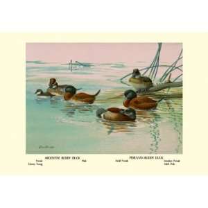  Argentine and Peruvian Ruddy Ducks 20x30 Poster Paper 