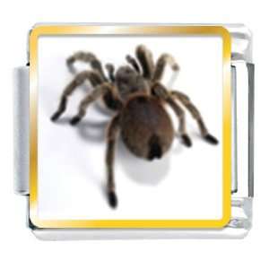  Animal Photo Deadly Spider Italian Charms Bracelet Link 