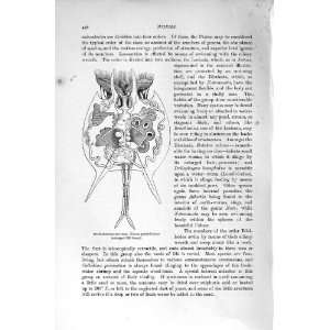   NATURAL HISTORY 1896 WORMS FOUR HORNED ROTIFER NOTEUS