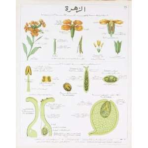  Deyrolle   La Giroflee Teaching Chart Lithograph